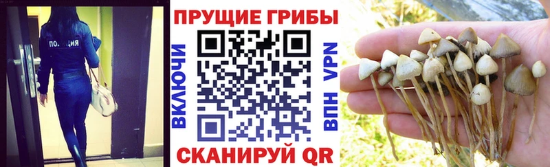 продажа наркотиков  Донской  Псилоцибиновые грибы прущие грибы 